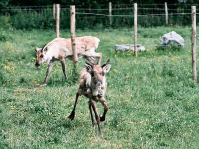 Rendier - De Zonnegloed - Dierenpark - Dieren opvangcentrum - Sanctuary